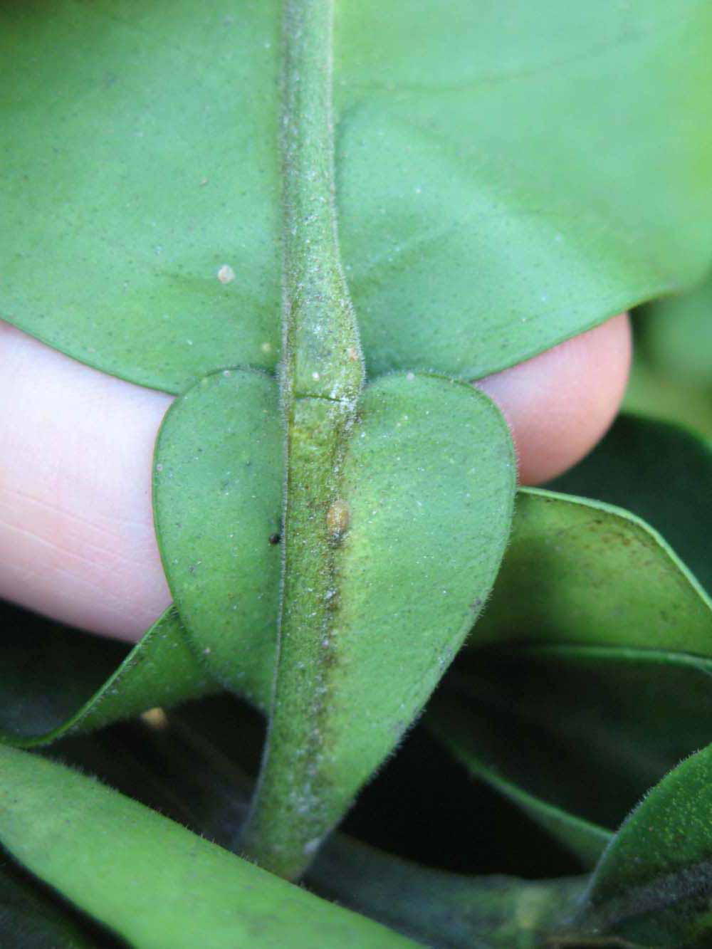              Petiole (Winter Haven, FL)       